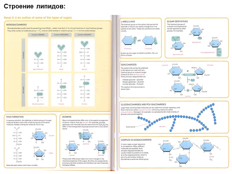 Строение липидов: